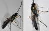 Campopleginae inconnu